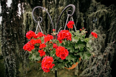 Geranium flowerpot cast iron photo