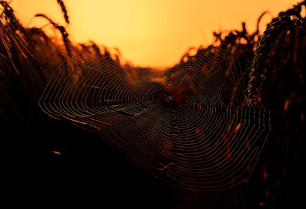 Spider sunrise morning light photo