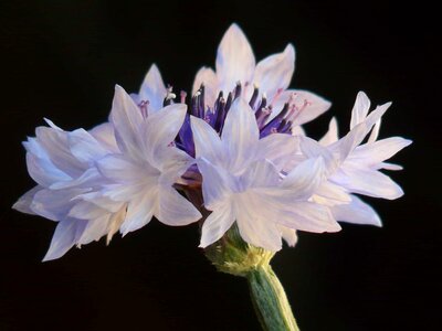 Beautiful beautiful flowers beautiful image