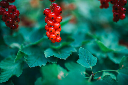 Red Berry Fruit photo