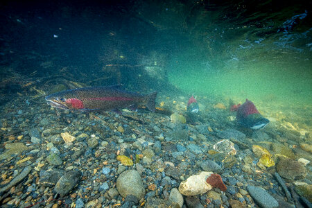 Rainbow trout-1 photo