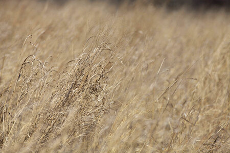 Prescribed burn field