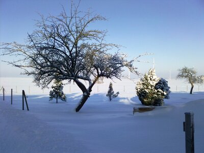 Snow tree wintry photo