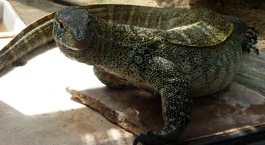 Reptile amphibians expression