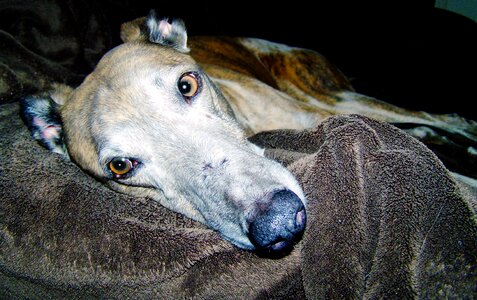 Canine mammal hound photo