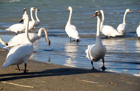 Swan white bank