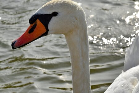 Beak head swan photo