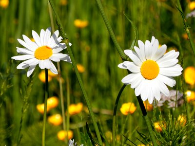 Beautiful Flowers biology bloom