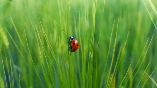 Cute Ladybug on Grass on a Green Blurred Background photo