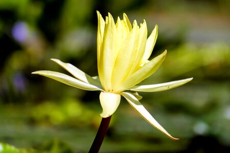 Beautiful Flowers bloom blooming