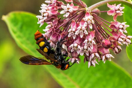 Wasp arthropod hymenoptera