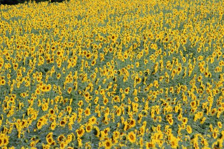 Yellow field beautiful