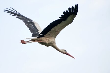 Summer life wings photo