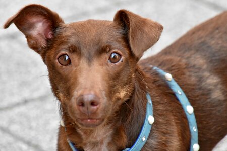 Brown curiosity dog photo