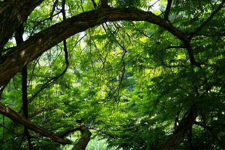 Branches branch leaf