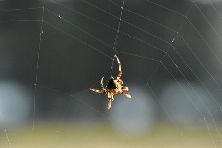 Spider spider web web photo