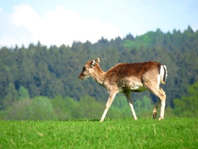 Wildlife nature landscape