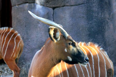 Animal antelope horn