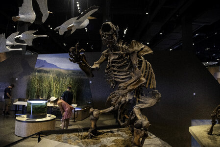 Giant Ground Sloth