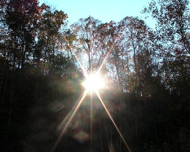 Dawn forest 
