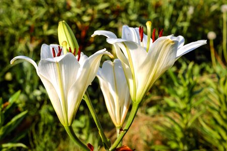 Beautiful Flowers beautiful photo bloom