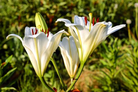 Beautiful Flowers beautiful photo bloom photo