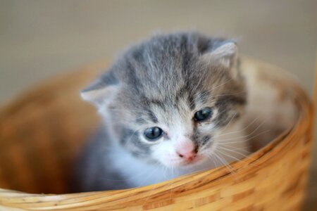 Adorable animal animals