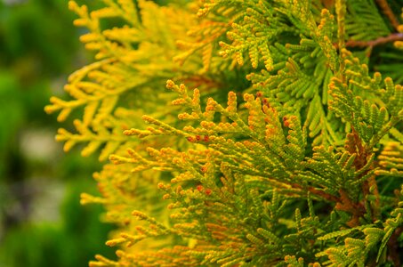 Green fir-tree spring seasons photo
