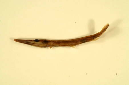 Lepisosteus platostomus-1
