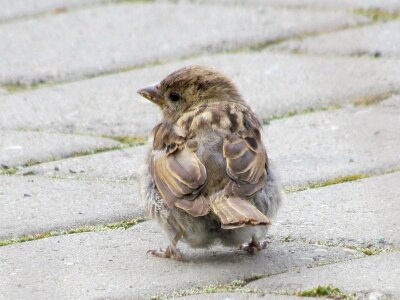 Beak cute adorable