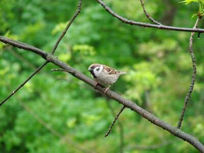 Sparrow curiosity birds photo