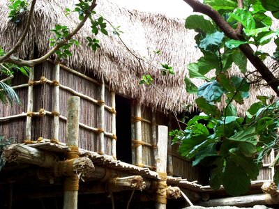 Hut jungle thatched roof photo