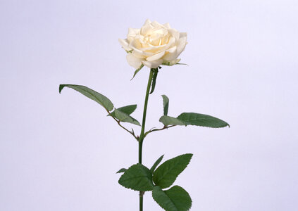 Single pale yellow rose flower photo