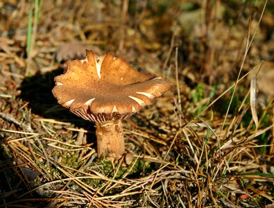 Forest forest floor sun