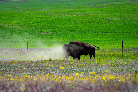 Fort Peck Reservation and Buffalo Ranch photo