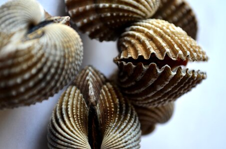 Sea Shells