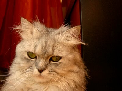 Animal beautiful cat