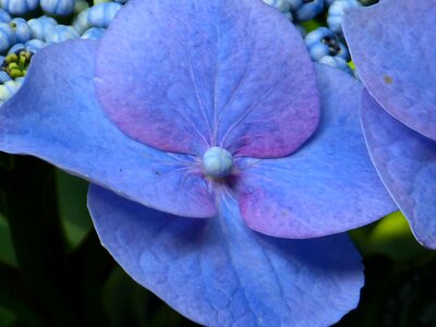 Bloom blue greenhouse hydrangea photo