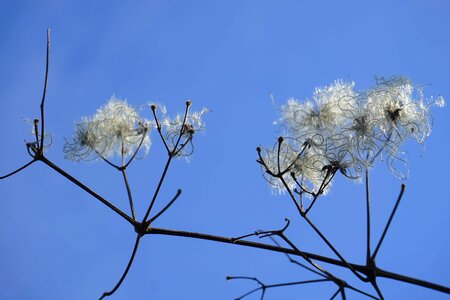 Blue Sky branch cloud