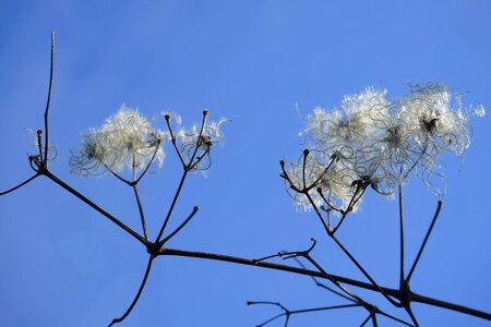 Blue Sky branch cloud photo