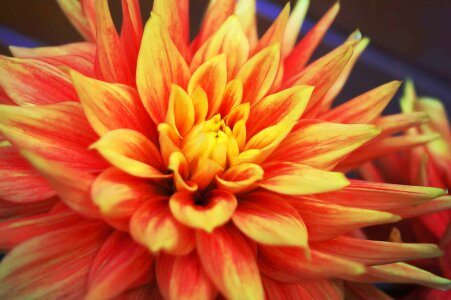 Beautiful beautiful flowers biology