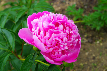 8 Peony photo