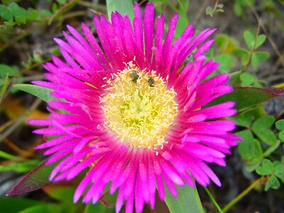 Beautiful beautiful flowers bloom