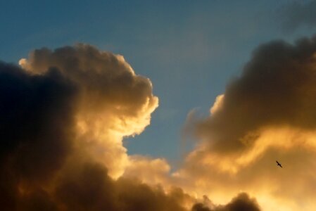 Sky bird seagull photo