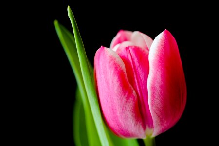 Pink tulips flowers photo