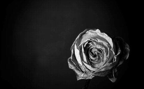 Flora plants roses