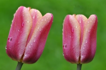 Drop of water raindrop cut flowers