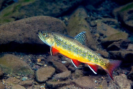 Brook trout-1