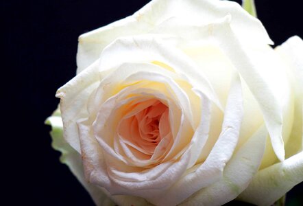 Beautiful Flowers blooming blossom