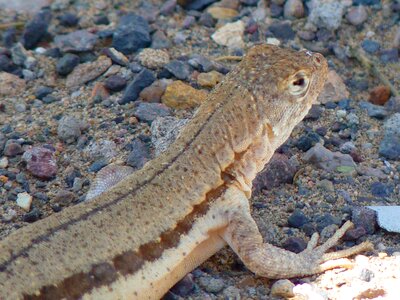 Lizard animal creature
